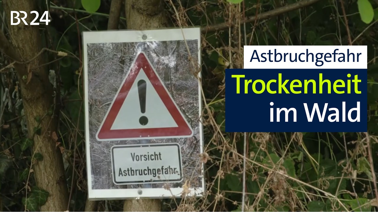 Nach wochenlanger Hitze: Gefährliche Trockenheit im Wald | BR24