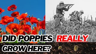Why Poppies Grew After the War: The Science Beneath Flanders Fields