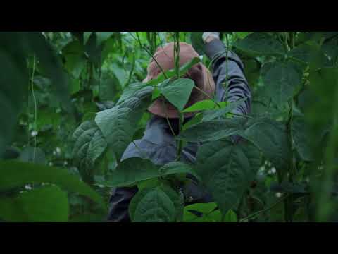 Trailer | The Plastic House | Allison Chhorn