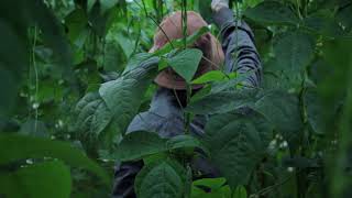 Trailer | The Plastic House | Allison Chhorn