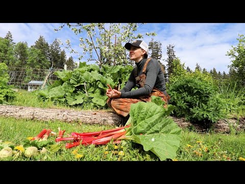 Spring Bounty | Victorian BBQ Sauce, Rhubarb Concentrate, Pickled Asparagus