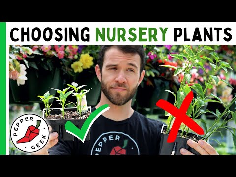 5 Expert Tips For Buying Pepper Plants From The Nursery - Pepper Geek