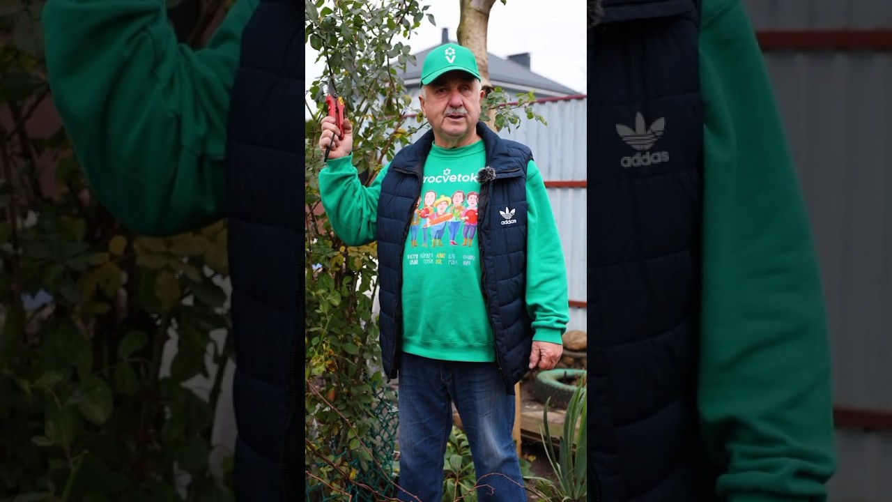 Никогда не выбрасываю побеги роз, винограда, яблони, груши после обрезки! А получаю из них отличные саженцы!