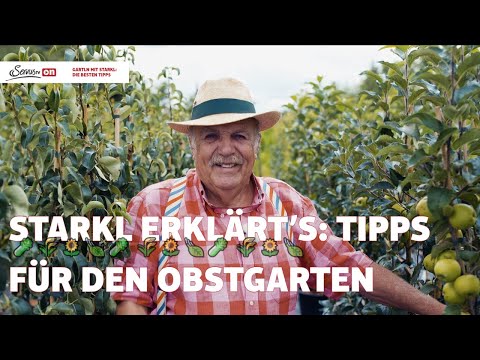 Wie schneidet man Obstbäume zurück? Garten-Tipps von Josef Starkl: Der Obstgarten!