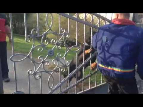 Bayco vom hofe Schumacher circa.May 2013