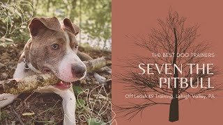 Download Lagu Best Bully Breed Trainers ||| 1 Year Old Pitbull, Seven Thumbnail