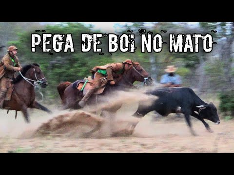 Pega de boi na caatinga fechada em Capitão Gervásio Oliveira-PI 