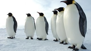Penguins of the Antarctic - Nature Documentary