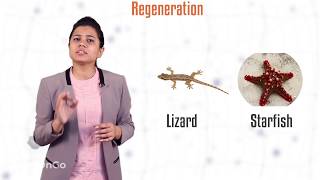 How do Organisms Reproduce - 5 | Types of Asexual Reproduction - Regeneration and Budding | Class10