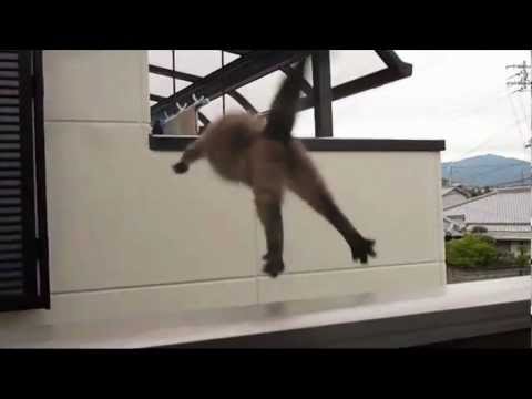 Cat slips and falls from balcony