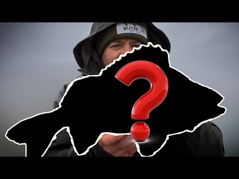 Can I Catch a 5lb Perch? Perch Fishing with Creature Baits on a Cheb Rig