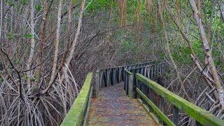 preview picture of video 'Refugio de Vida Silvestre de Boqueron Cabo Rojo P.R.'