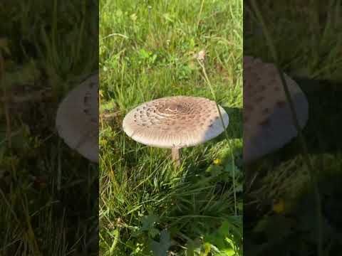 Parasolschirmling 9.09.2023