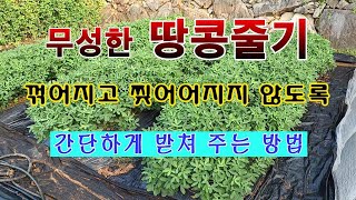[텃밭농부 1,620]  무성한 땅콩줄기를 간단하게 받쳐 주고 웃거름 주는 방법.#땅콩재배