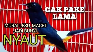 Download lagu MURAI BATU GACOR untuk PANCINGAN MURAI agar Emosi jadi NYAUT BUNYI BONGKAR MATERI ISIAN  mp3