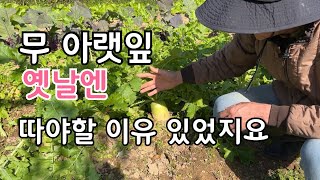무 아랫잎 따야할 이유가 옛날에는 있었지요 지금은 따지 않아도될 이유가 있답니다