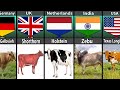 Cattle Breeds From Different Countries