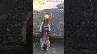 暑くて疲れたね#癒し #お散歩 #ヨーキー #犬のいる暮らし #可愛い #毎日ももちゃん