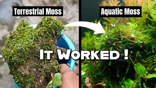 How I Converted Terrestrial Moss into Aquatic Moss !