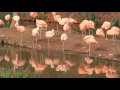 Chilean Flamingos