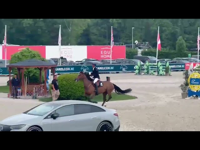 Merrie Selle Français Te koop 2015 Donker bruin / bai