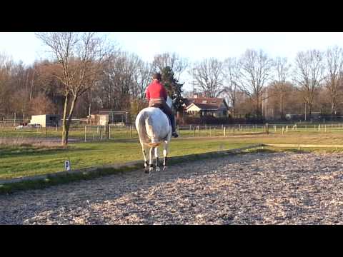 Prinz Segelhorst x Canaris