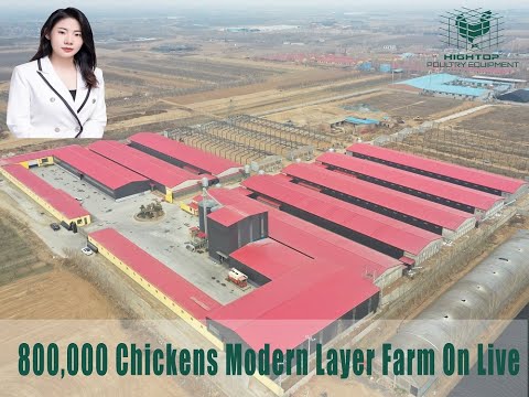 , title : '800,000 Chickens Modern Layer Farm On Live'