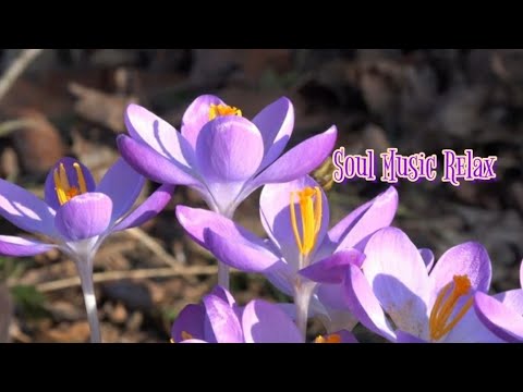 A gentle melody to restore the soul Edgar Tuniyants