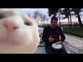 Cat Head Bobbing With Music Ievan Polkka Sound