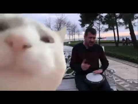 Cat Head Bobbing with Music 🤣 Ievan Polkka Sound