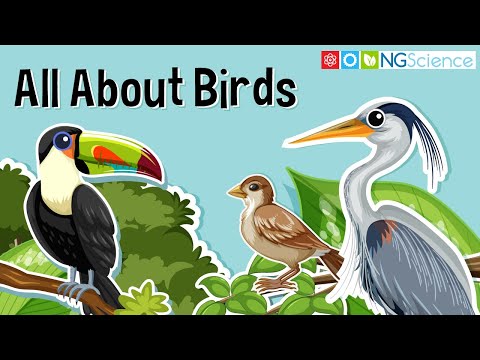 All About Birds