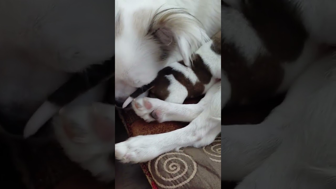 Mommy Bitsy and Puppy Freedom checking in.