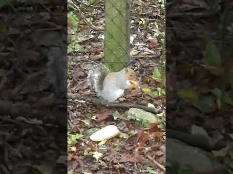 cel mai frumos animal