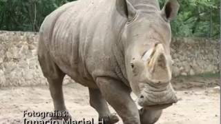 preview picture of video 'La Imagen del Dia Fotos Zoologico Africam Safari Cadena Sur Morelos Mexico'