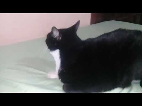 teobaldo curtindo uma caminha