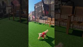 【しゃくれ犬クレール】 今年の春先にムーミンバレーパークへ行ったトイプードル 【犬の日常】