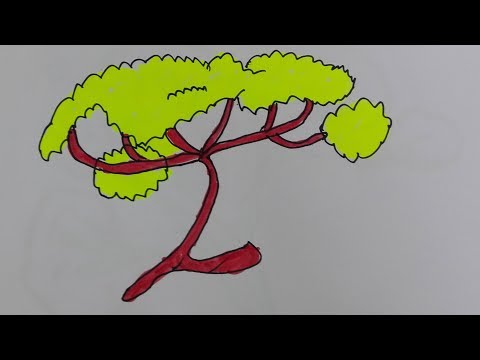How to draw an acacia tree-acacia flower drawing-draw an african tree
