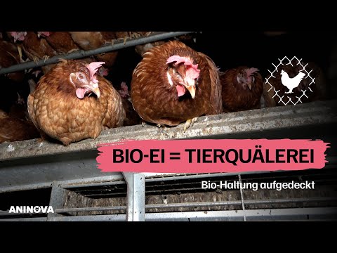 Mythos Bio-Haltung enttarnt: BIO-EI = TIERQUÄLEREI