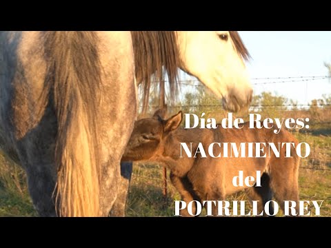 Día de Reyes: Nacimiento del Potro “Rey”. Caballos. Ganadería de Caballos cruzados Monteviejo
