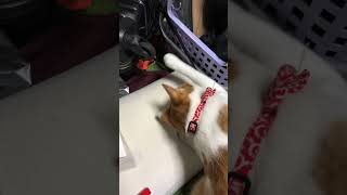 車輪を回したい猫