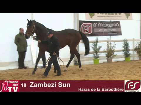 Lot 18 Zambezi Sun, Salon des Etalons du Lion 2016