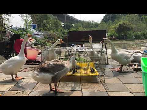 鵝爸媽與鵝寶寶