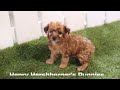 Cavapoo dogs for sale: Lincoln - Video 1