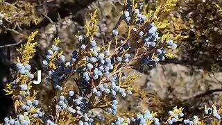 ABC Nature Walk: J is for Juniper Tree