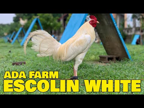 Beautiful Kelso Gilmore Hatch Sweater ADA FARM - Amiel Abad | Farm Visit