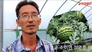 [수박재배] 수박이 햇볕에 덜 데이는 방법.줄기와 잎 야물고 튼튼하게 세우는 법