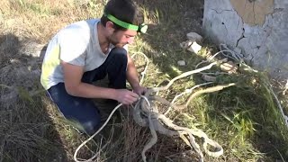 Rescate de 3 culebras de un pozo lleno de cadaveres de otras culebras