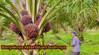 Download lagu Panen sawit pokok rendah || terlalu over buah nya mp3