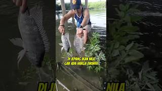 Download lagu Why Are Tilapia Fish Allowed to Live Free in Japan? Indonesians Are Instantly Stunned mp3 Download lagu Why Are Tilapia Fish Allowed to Live Free in Japan? Indonesians Are Instantly Stunned mp3