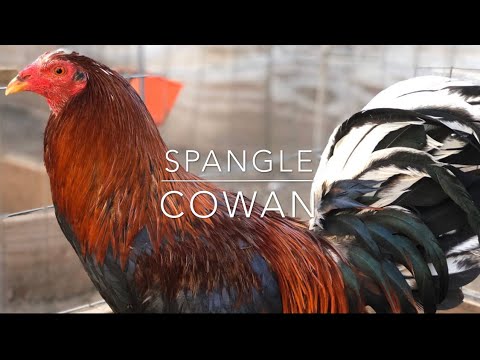 MARQUEZ FARM -SPANGLE COWANS